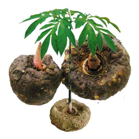 Bông rửa mặt Konjac Lavender