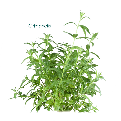 Sả Java, Citronella ekoko