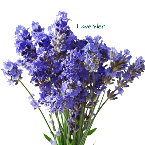 Oải hương, Lavender