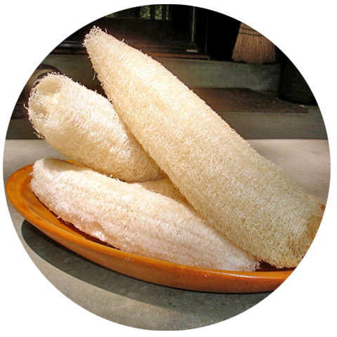 Xơ mướp,loofah structure