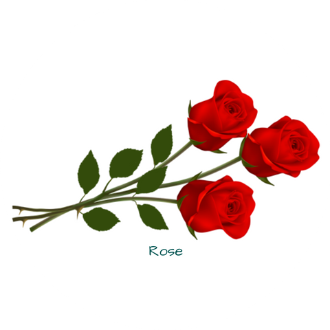 Hoa hồng, Rose