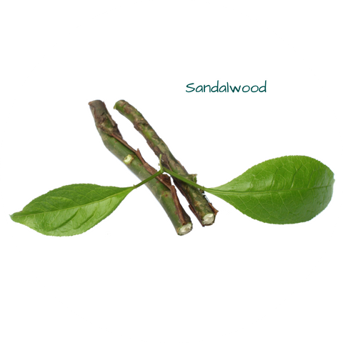 Gỗ đàn hương, Sandalwood